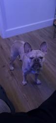 Lost Female Dog last seen Reo dr, San Diego, CA 92139