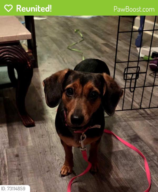 Reunited Female Dog last seen Joiner John Henry, Chattanooga, TN 37421