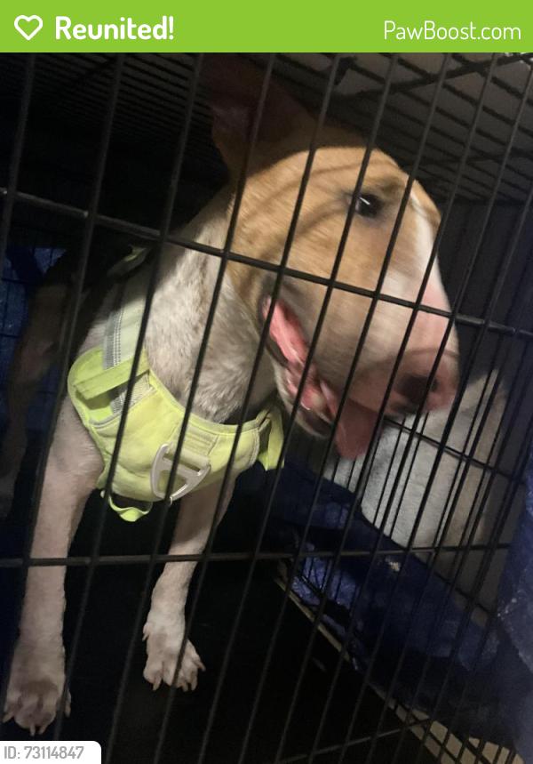 Reunited Male Dog last seen NE 3rd/NE 16th, Ocala, FL 34470