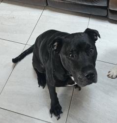 Reunited Male Dog last seen Magnolia homes rd and Rundle rd, Orlando, FL 32810