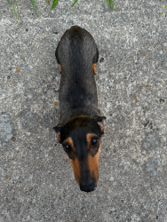 Found/Stray Male Dog last seen Briargrove Ln by McKamy Elementary, Dallas, TX 75287