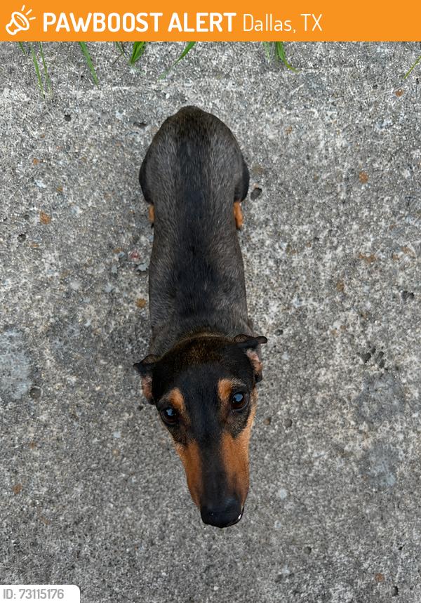 Found/Stray Male Dog last seen Briargrove Ln by McKamy Elementary, Dallas, TX 75287
