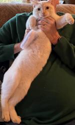 Reunited Male Cat last seen Riverknoll Ct, West Linn, OR 97068