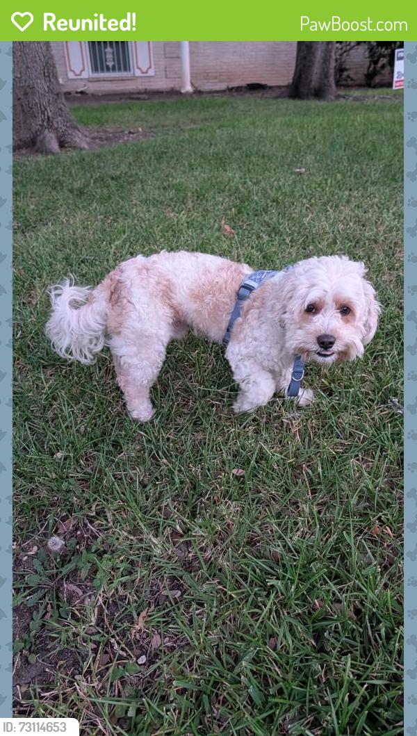 Reunited Male Dog last seen Red quill and mt riga, San Antonio, TX 78216