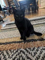 Reunited Female Cat last seen Woodland Park Zoo, Seattle, WA 98107
