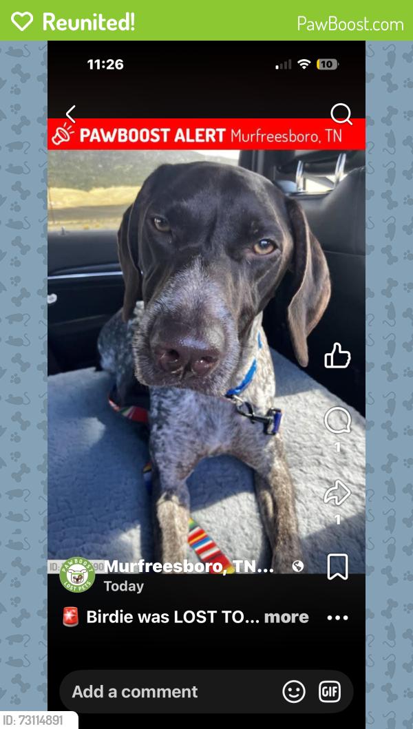 Reunited Female Dog last seen Maymont/Lynnwood, Murfreesboro, TN 37130