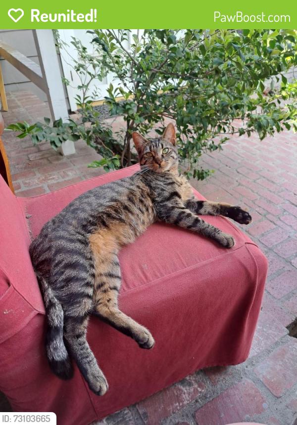Reunited Female Cat last seen Near Hart Street Van Nuys CA 91406, Los Angeles, CA 91406