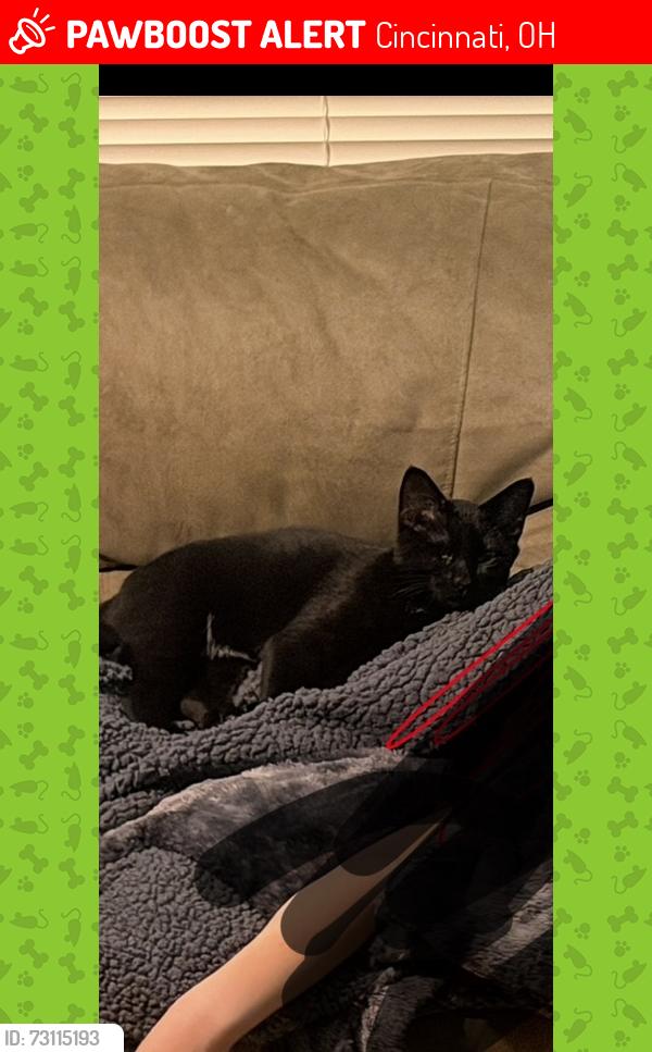 Lost Female Cat last seen Beechmont and Salem , Cincinnati, OH 45255