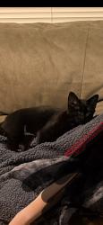 Lost Female Cat last seen Beechmont and Salem , Cincinnati, OH 45255