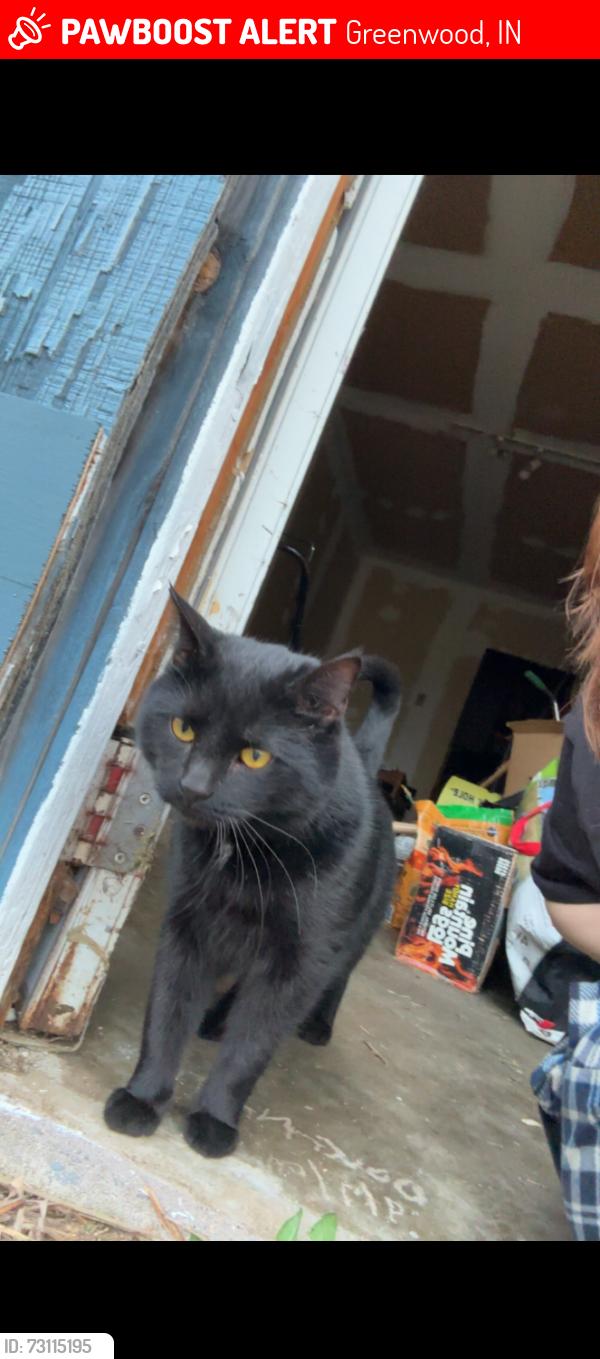 Lost Male Cat last seen North Meridian St, Greenwood, IN 46143