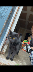 Lost Male Cat last seen North Meridian St, Greenwood, IN 46143