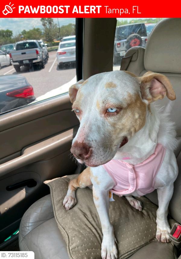 Lost Female Dog last seen Pet Resource Center, Tampa, FL 33602