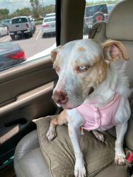 Lost Female Dog last seen Pet Resource Center, Tampa, FL 33602