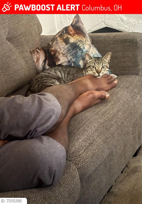 Lost Male Cat last seen Near W Broad St Columbus, OH  43222 United States, Columbus, OH 43204