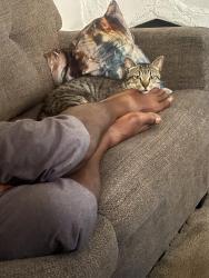 Lost Male Cat last seen Near W Broad St Columbus, OH  43222 United States, Columbus, OH 43204
