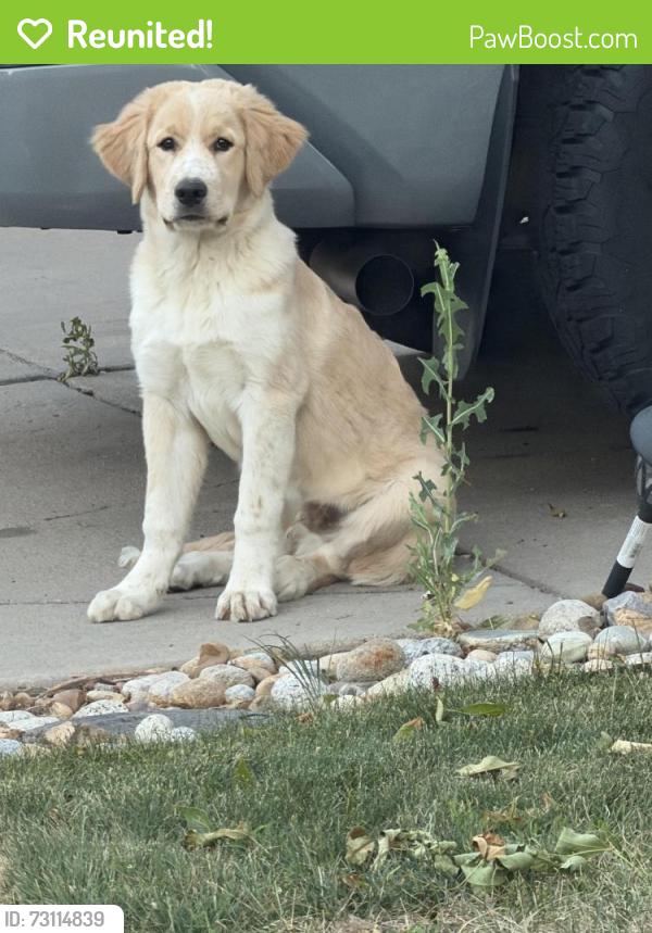 Reunited Male Dog last seen 106th and Madison st, Thornton, CO 80233