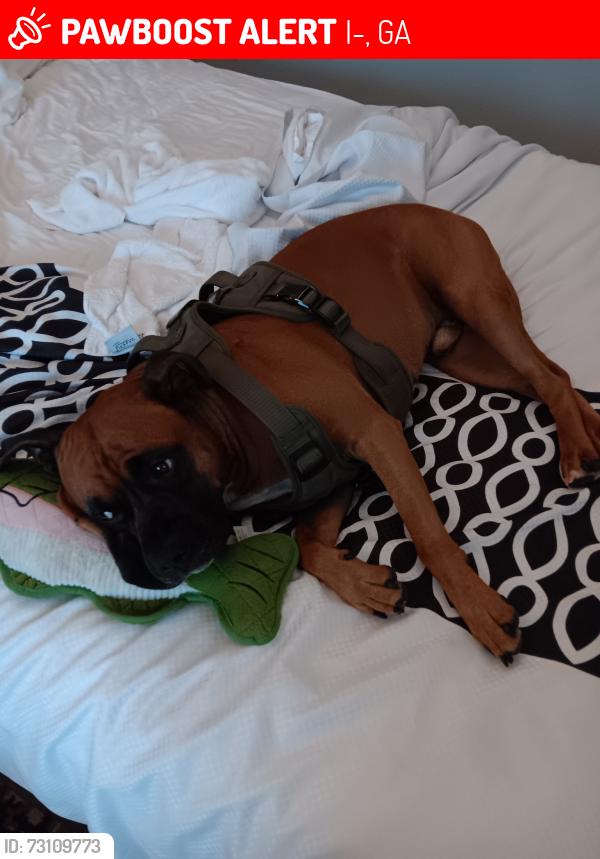 Lost Male Dog last seen County RD 66 and i20 east bound, I-20, GA 30025