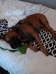 Lost Male Dog last seen County RD 66 and i20 east bound, I-20, GA 30025