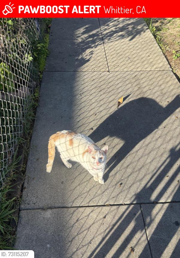 Lost Male Cat last seen Washington ave / walnut, Whittier, CA 90602