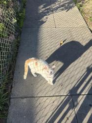Lost Male Cat last seen Washington ave / walnut, Whittier, CA 90602