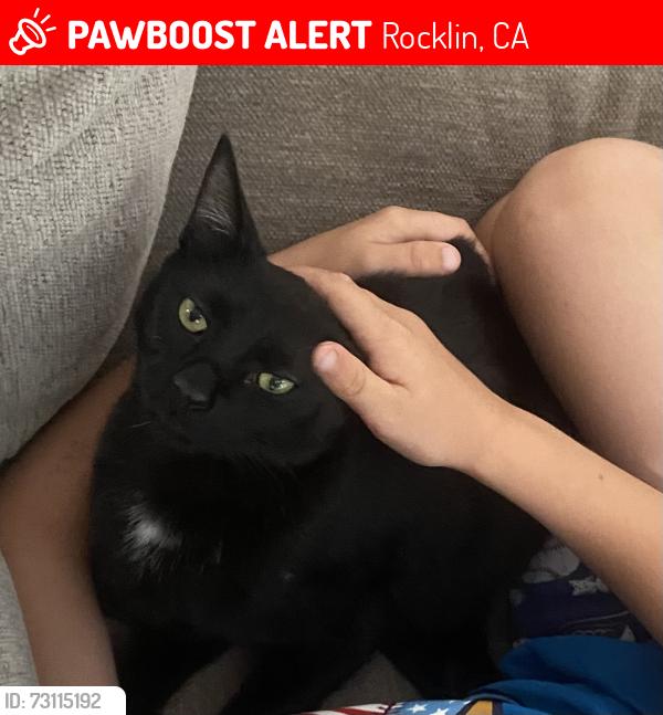 Lost Female Cat last seen Sunset Heights, Rocklin, CA 95765