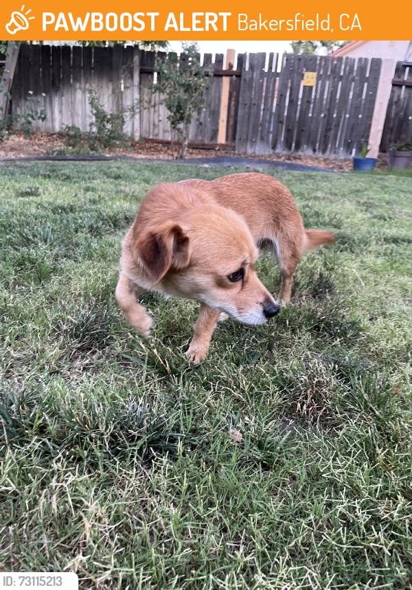 Found/Stray Female Dog last seen Sams club, Bakersfield, CA 93313
