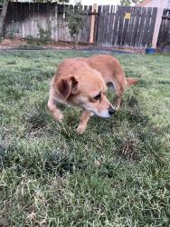 Found/Stray Female Dog last seen Sams club, Bakersfield, CA 93313