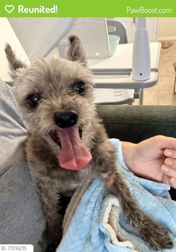 Reunited Female Dog last seen Near Garber Ave, San Diego, CA 92139, USA, San Diego, CA 92139