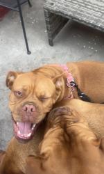 Reunited Female Dog last seen Broadway & Manchester 90003, Los Angeles, CA 90003