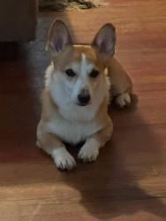 Lost Male Dog last seen Greensboro avenue, Sanford, NC 27330