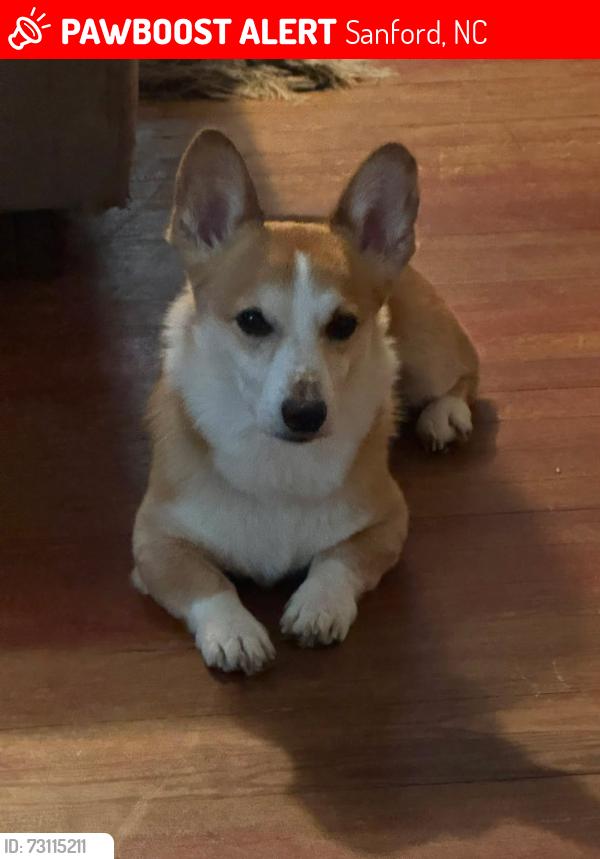 Lost Male Dog last seen Greensboro avenue, Sanford, NC 27330