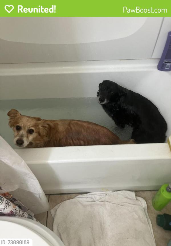 Reunited Male Dog last seen Wittenmyer ca, Marina, CA 93933