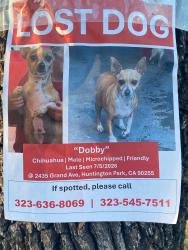 Reunited Male Dog last seen Pacific Blvd, huntington Park, CA 90255, Huntington Park, CA 90255