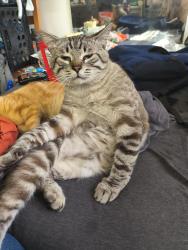 Lost Male Cat last seen SE 105th ave & SE Henderson, by New Hope Church, Portland, OR 97266