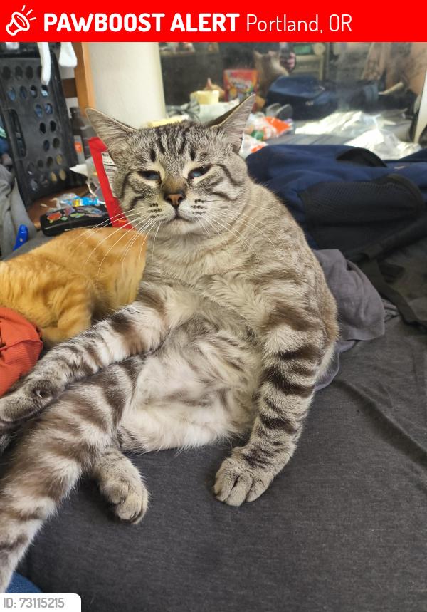 Lost Male Cat last seen SE 105th ave & SE Henderson, by New Hope Church, Portland, OR 97266