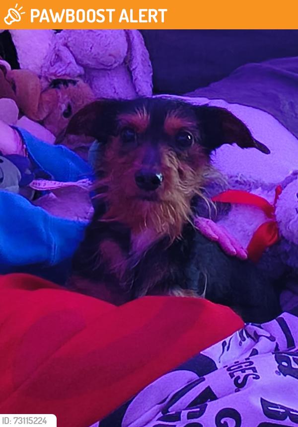 Found/Stray Male Dog last seen Kroger , qt , toonigh rd, Cherokee County, GA 30142