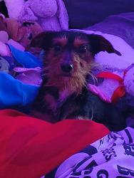 Found/Stray Male Dog last seen Kroger , qt , toonigh rd, Cherokee County, GA 30142