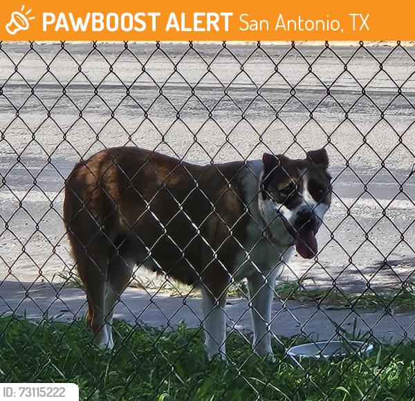 Found/Stray Unknown Dog last seen Sun Valley Dr & Hidden Valley, San Antonio, TX 78227