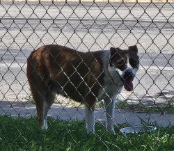 Found/Stray Unknown Dog last seen Sun Valley Dr & Hidden Valley, San Antonio, TX 78227