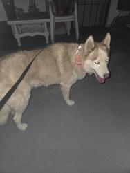 Reunited Female Dog last seen Popular street and columbine st, San Diego, CA 92105