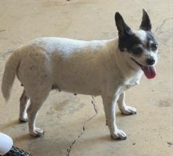 Reunited Female Dog last seen Wells Cir, Douglasville, GA 30135, USA, Douglasville, GA 30135
