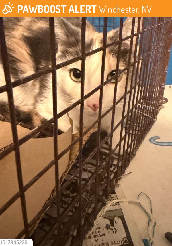 Found/Stray Female Cat last seen Sahara Joe Brown, Winchester, NV 89109