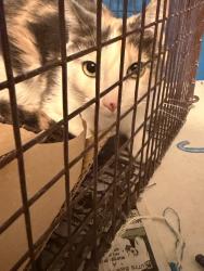 Found/Stray Female Cat last seen Sahara Joe Brown, Winchester, NV 89109