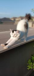 Lost Male Cat last seen Lungo St and Malnati Sorento subdivision, Pflugerville, TX 78660