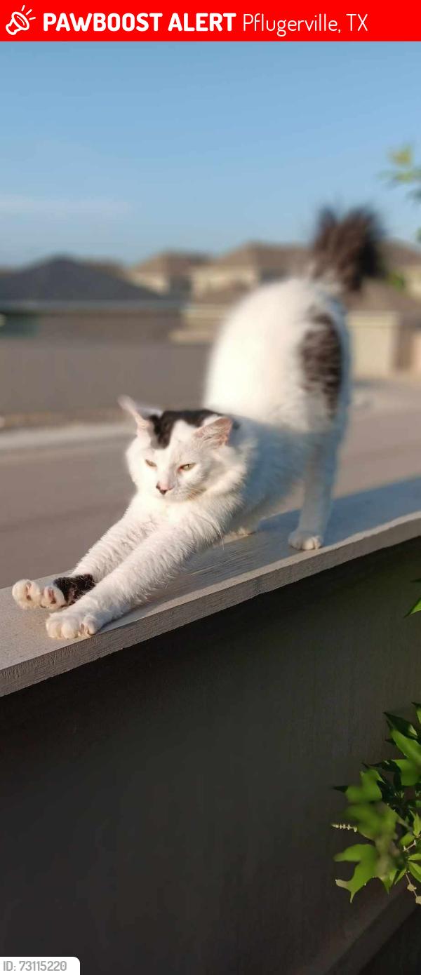 Lost Male Cat last seen Lungo St and Malnati Sorento subdivision, Pflugerville, TX 78660