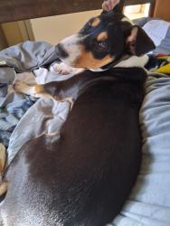 Reunited Male Dog last seen Near David Edwards Dr, San Antonio, TX 78233, USA, San Antonio, TX 78233