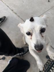 Reunited Male Dog last seen Near n orange street Riverside ca, Riverside, CA 92501