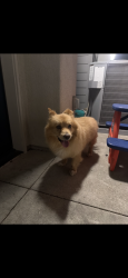 Reunited Male Dog last seen Banana, Fontana, CA 92335