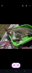 Lost Female Cat last seen Perkiomen Avenue and Penn St area, Reading, PA 19602