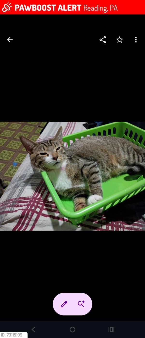 Lost Female Cat last seen Perkiomen Avenue and Penn St area, Reading, PA 19602